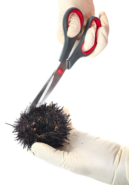 Sea Urchin Front White Background — Stock Photo, Image