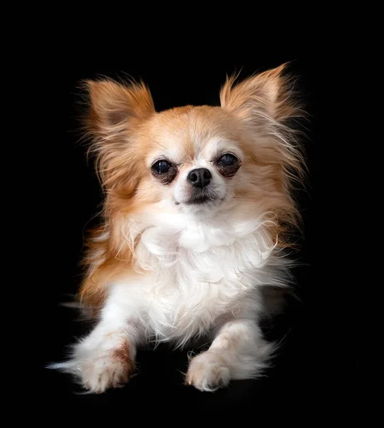 Little Chihuahua Front Black Background — Stock Photo, Image