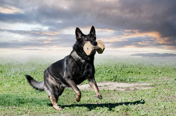 Young German Shepherd Training Nature Obedience Competition — Stock Photo, Image