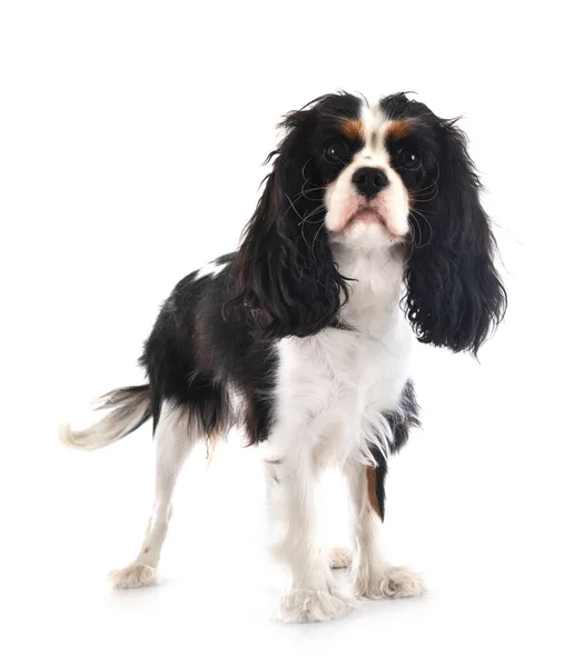 Cavalier King Charles Front White Background — стоковое фото