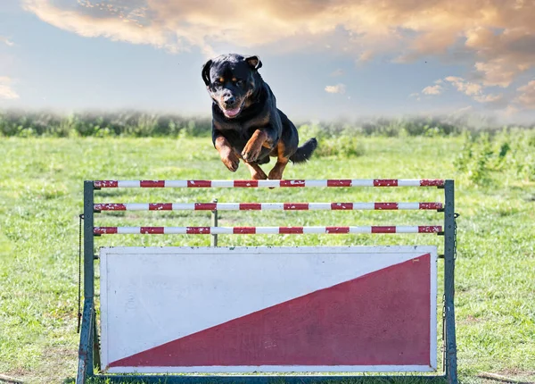在栅栏上训练Rottweiler以遵守纪律 — 图库照片