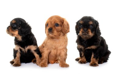 Yavru köpekler süvari kral Charles beyaz arkaplanın önünde