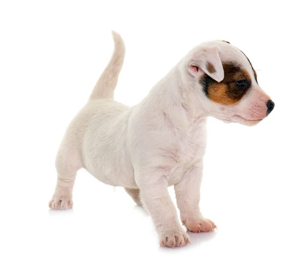 Cachorro Jack Russel Terrier Frente Fondo Blanco — Foto de Stock