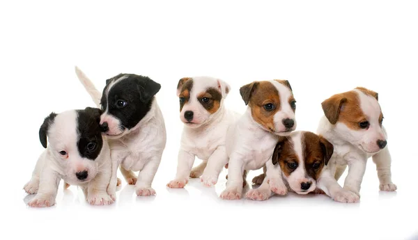 Cachorros Jack Russel Terrier Frente Fondo Blanco —  Fotos de Stock