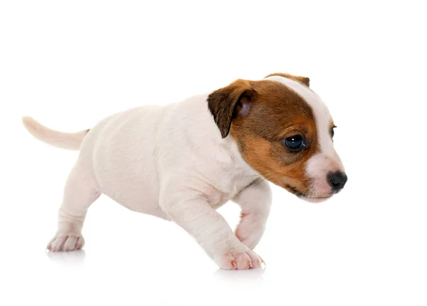 Welpe Jack Russel Terrier Vor Weißem Hintergrund — Stockfoto