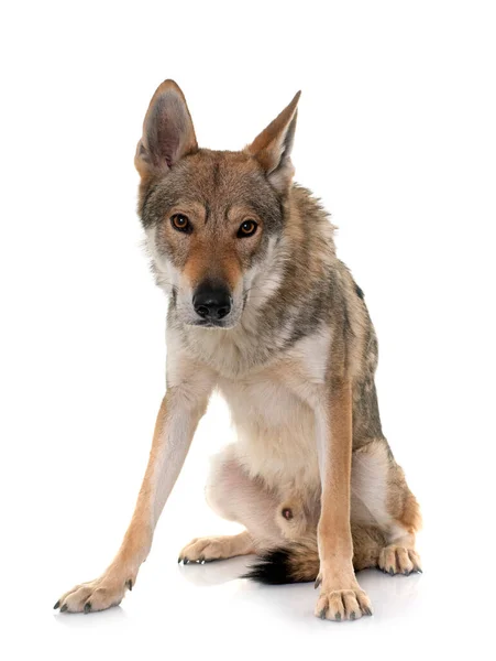 Чехословацька Вовча Собака Перед Білим Тлом — стокове фото