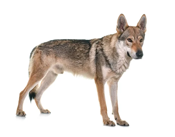 Tschechoslowakischer Wolfshund Vor Weißem Hintergrund — Stockfoto