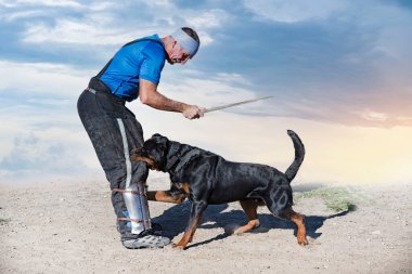 Genç Rottweiler koruma sporu ve polis eğitimi alıyor.
