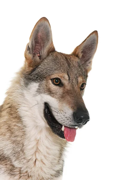 Czechoslovakian Wolf Dog Front White Background — Stock Photo, Image