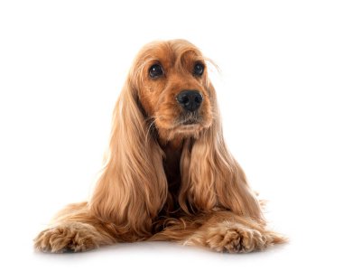 Beyaz arka plan önünde İngiliz yavru horoz İspanyol