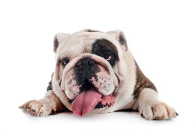 Beyaz arkaplan önünde İngiliz Bulldog 'u