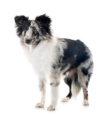 Beyaz arka plan önünde Shetland koyun