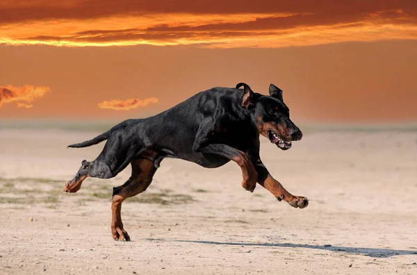 Young Dobermann Pinscher Training Protection Nature — Stock Photo, Image