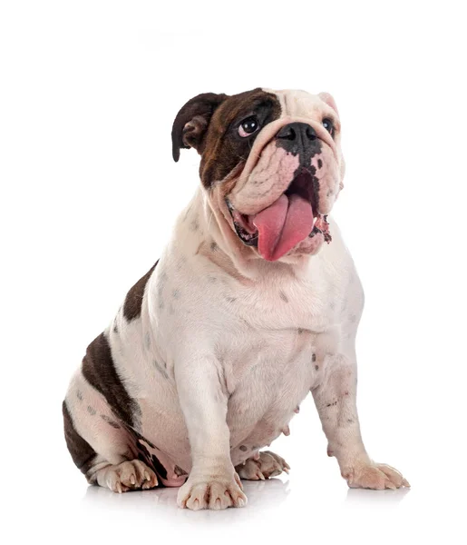 Angol Bulldog Előtt Fehér Háttér — Stock Fotó