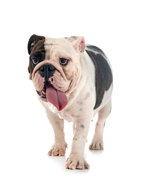 Engels Bulldog Voorkant Van Witte Achtergrond — Stockfoto