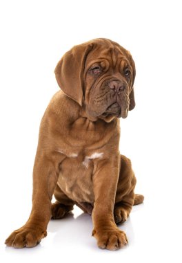 Köpek yavrusu Bordeaux mastiff beyaz arkaplan önünde