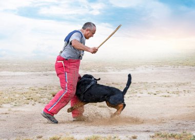 Genç Rottweiler bir kulüpte güvenlik eğitimi alıyor.