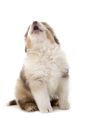 Beyaz arkaplan önünde minyatür Amerikan çoban köpeği