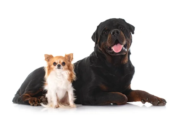 Young Chihuahua Rottweiler Front White Background — Stock Photo, Image