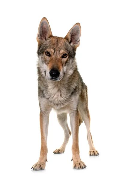 在白色背景前的捷克狼犬 — 图库照片