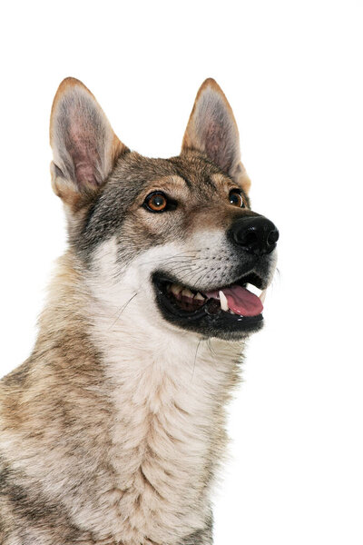Czechoslovakian wolf dog in front of white background