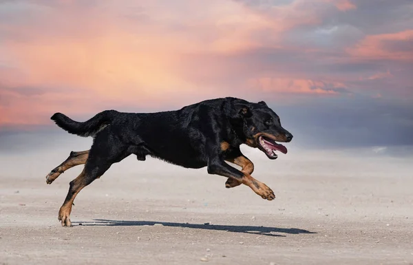 Schäferhund Aus Beauce Trainiert Der Natur Für Sicherheit — Stockfoto