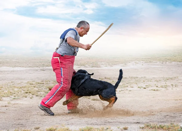 Young Rottweiler Training Club Security — Stockfoto