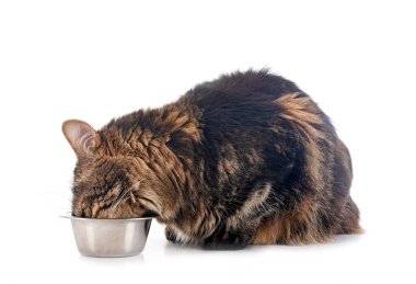 Maine coon beyaz arka plan önünde