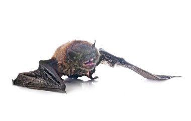 Beyaz arkaplan önünde Pipistrellus pipistrellus
