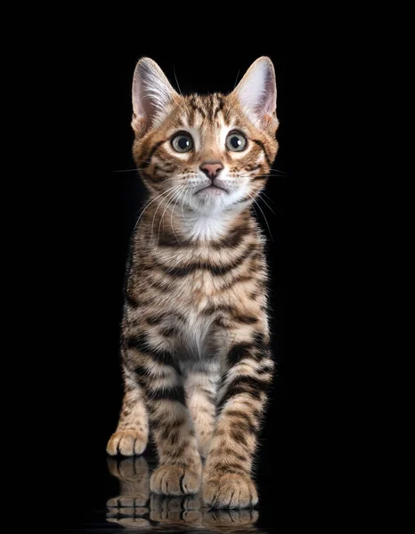 黑色背景前的斑纹猫 — 图库照片