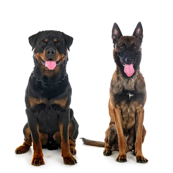 Belgischer Schäferhund Und Rottweiler Vor Weißem Hintergrund — Stockfoto