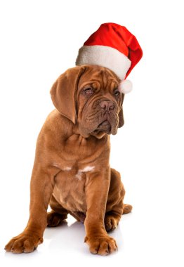 Köpek yavrusu Bordeaux mastiff beyaz arkaplan önünde