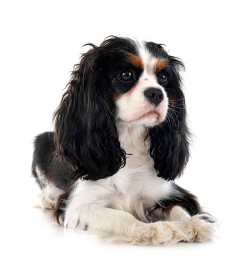 Beyaz arkaplan önünde süvari kral Charles