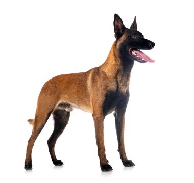 belgian shepherd in front of white background clipart