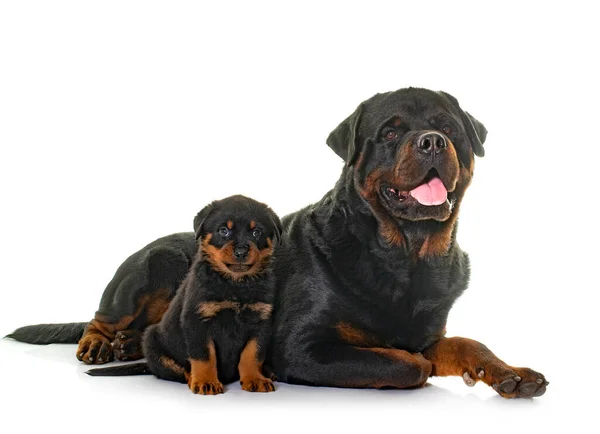 Adult Puppy Rottweiler Front White Background — Stock Photo, Image