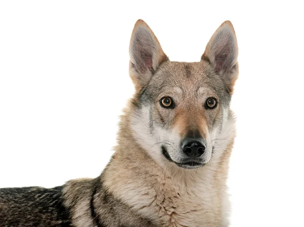 Tschechoslowakischer Wolfshund Vor Weißem Hintergrund — Stockfoto