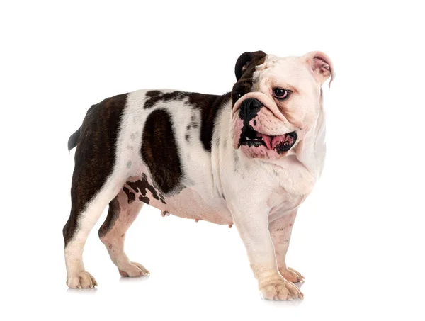Inglês Bulldog Frente Fundo Branco — Fotografia de Stock