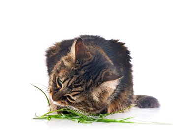 Maine coon beyaz arka plan önünde