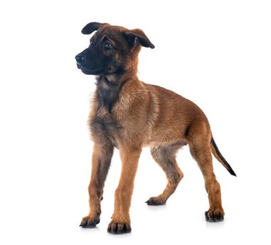 Beyaz arka plan önünde köpek yavrusu Belçika çoban