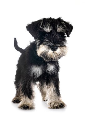 Beyaz arkaplan önünde minyatür schnauzer