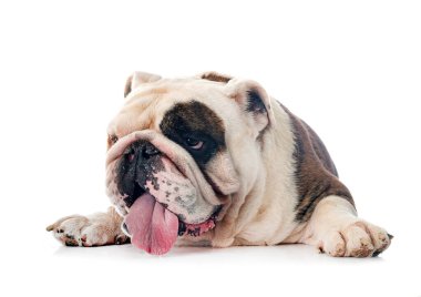Beyaz arkaplan önünde İngiliz Bulldog 'u