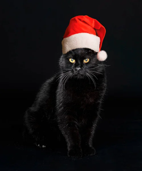 Черный Кот Перед Черным Фоном — стоковое фото