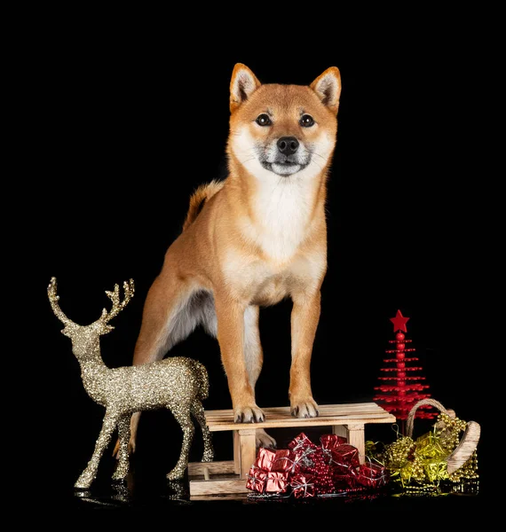 stock image shiba inu in front of black background