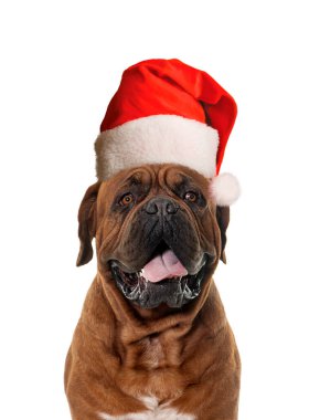 Bordeaux mastifi beyaz arkaplan önünde