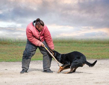 Beauce 'den gelen çoban köpeği güvenlik eğitimi alıyor.