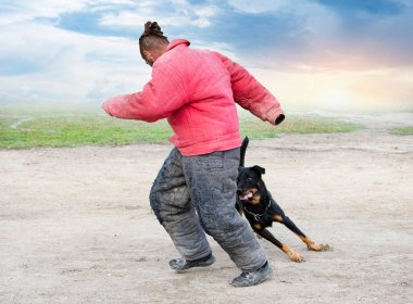Beauce 'den gelen çoban köpeği güvenlik eğitimi alıyor.