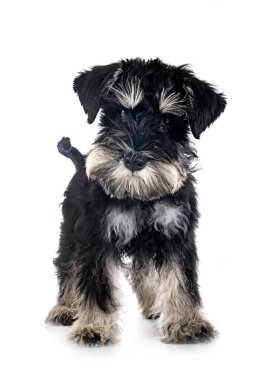 Beyaz arkaplan önünde minyatür schnauzer