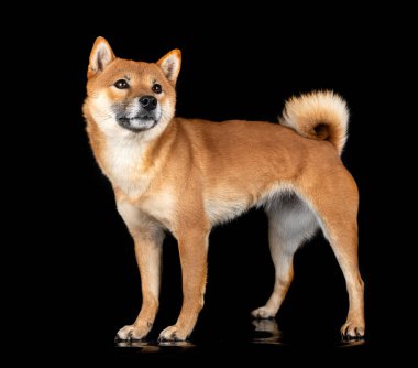 Shiba inu siyah arkaplan önünde