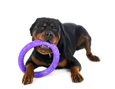 Beyaz arkaplan önünde safkan rottweiler