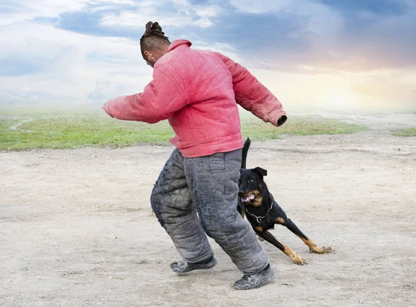 Beauce Den Gelen Çoban Köpeği Güvenlik Eğitimi Alıyor — Stok fotoğraf